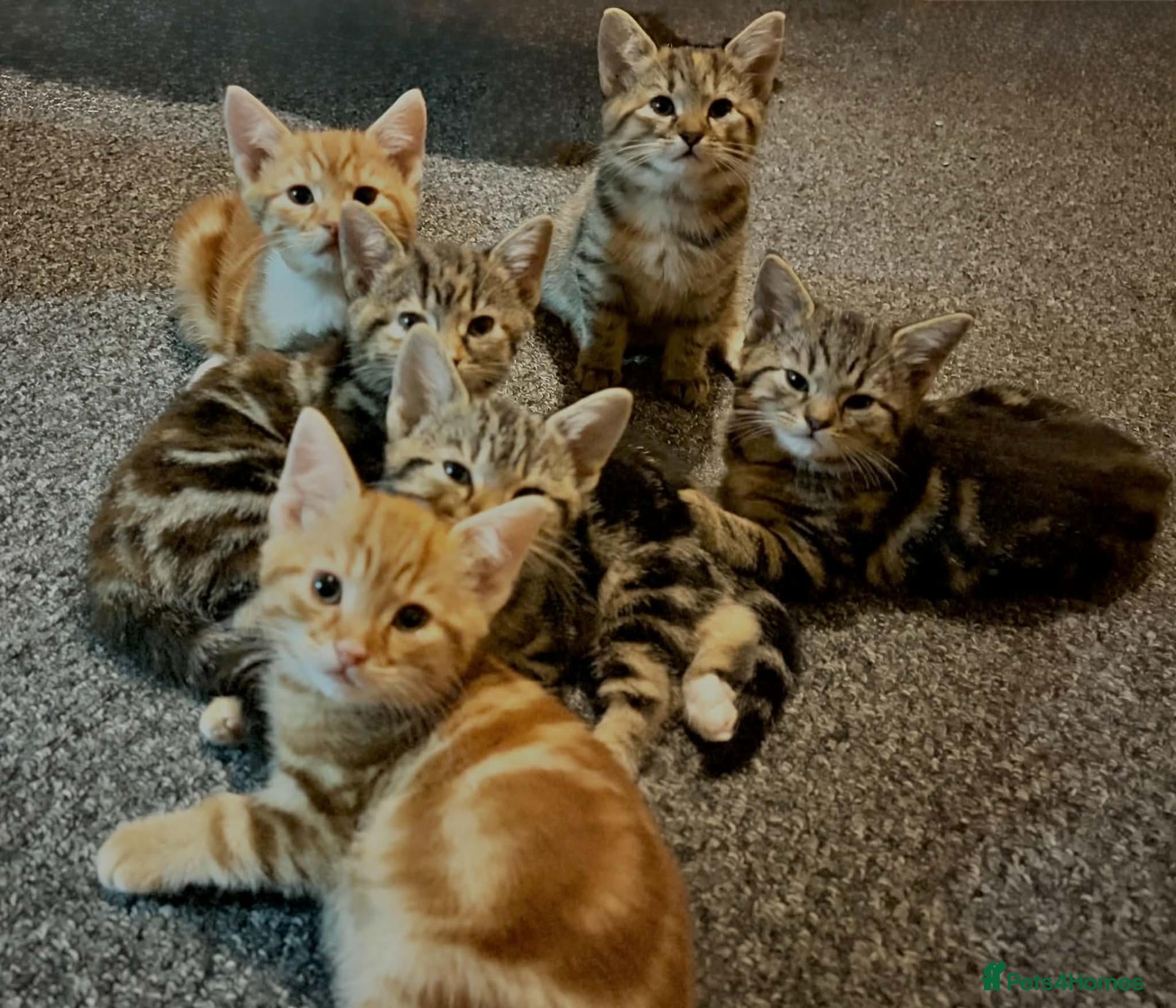 Mixed Breed cats for sale: Stunning British Shorthair Mix Kittens 🐾✨ - Advert 5