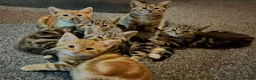 Mixed Breed cats for sale: Stunning British Shorthair Mix Kittens 🐾✨ - Advert 1