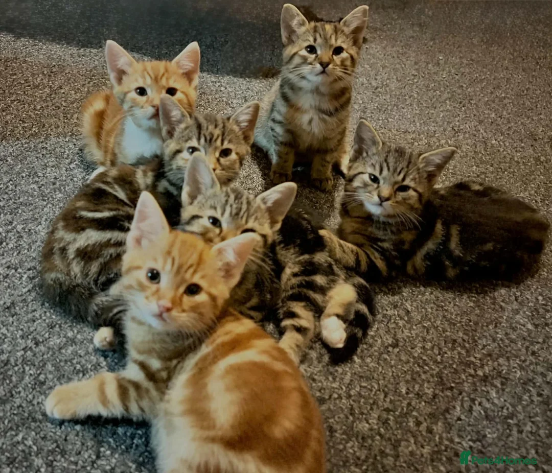 Mixed Breed cats for sale: Stunning British Shorthair Mix Kittens 🐾✨ - Advert 1