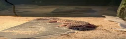 Leopard Gecko reptiles for sale: 🦎 Leopard Gecko Buddy – Looking for new home - Advert 8
