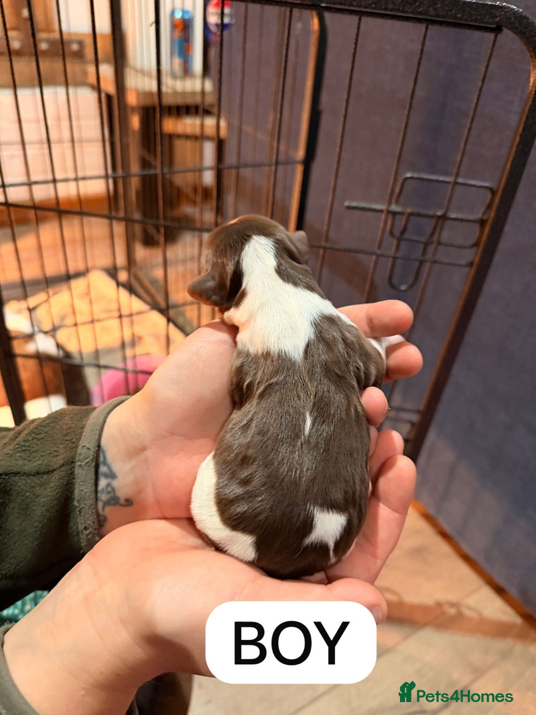 English Springer Spaniel dogs for sale: Gorgeous ESS Puppies-Heavily Marked Liver & White - Image 12