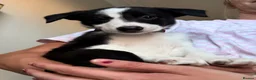 Border Collie dogs for sale: Pure breed Border Collies short and long hair - Advert 5