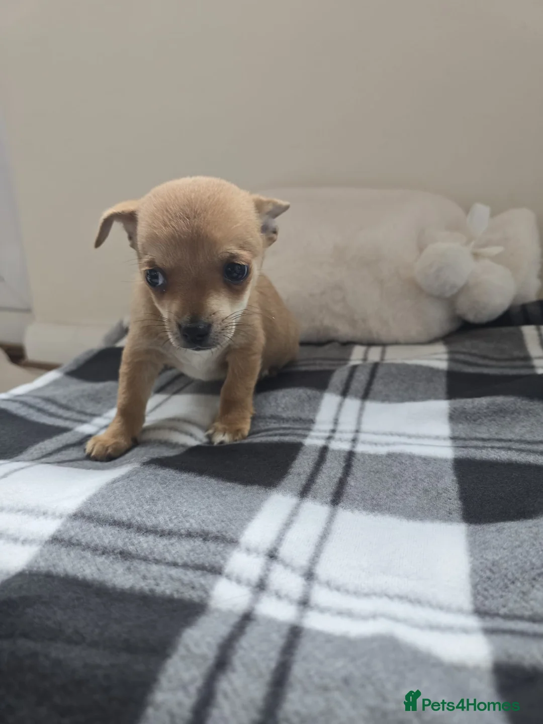 Chihuahua dogs for sale: Chihuahua puppies  in Dagenham - Advert 4