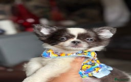 Chihuahua dogs for sale: Outstanding long haired Chihuahua puppy!! - Image 5