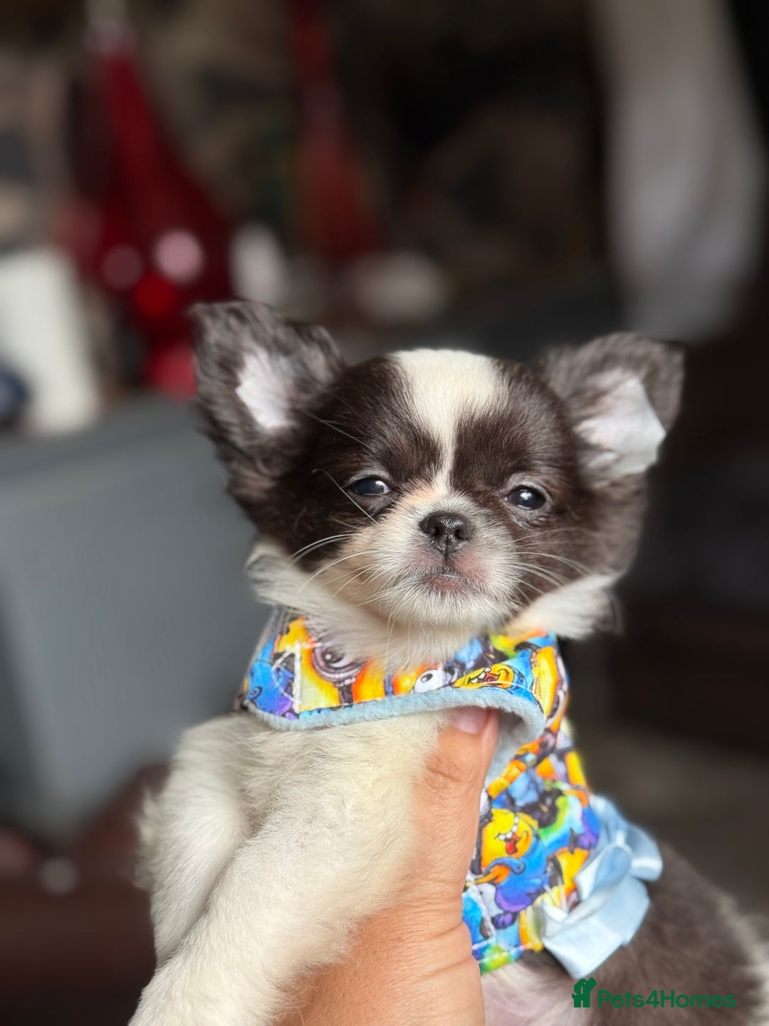 Chihuahua dogs for sale: Outstanding long haired Chihuahua puppy!! - Image 5
