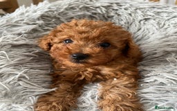 Toy Poodle dogs for sale: Toy Poodles - Image 7