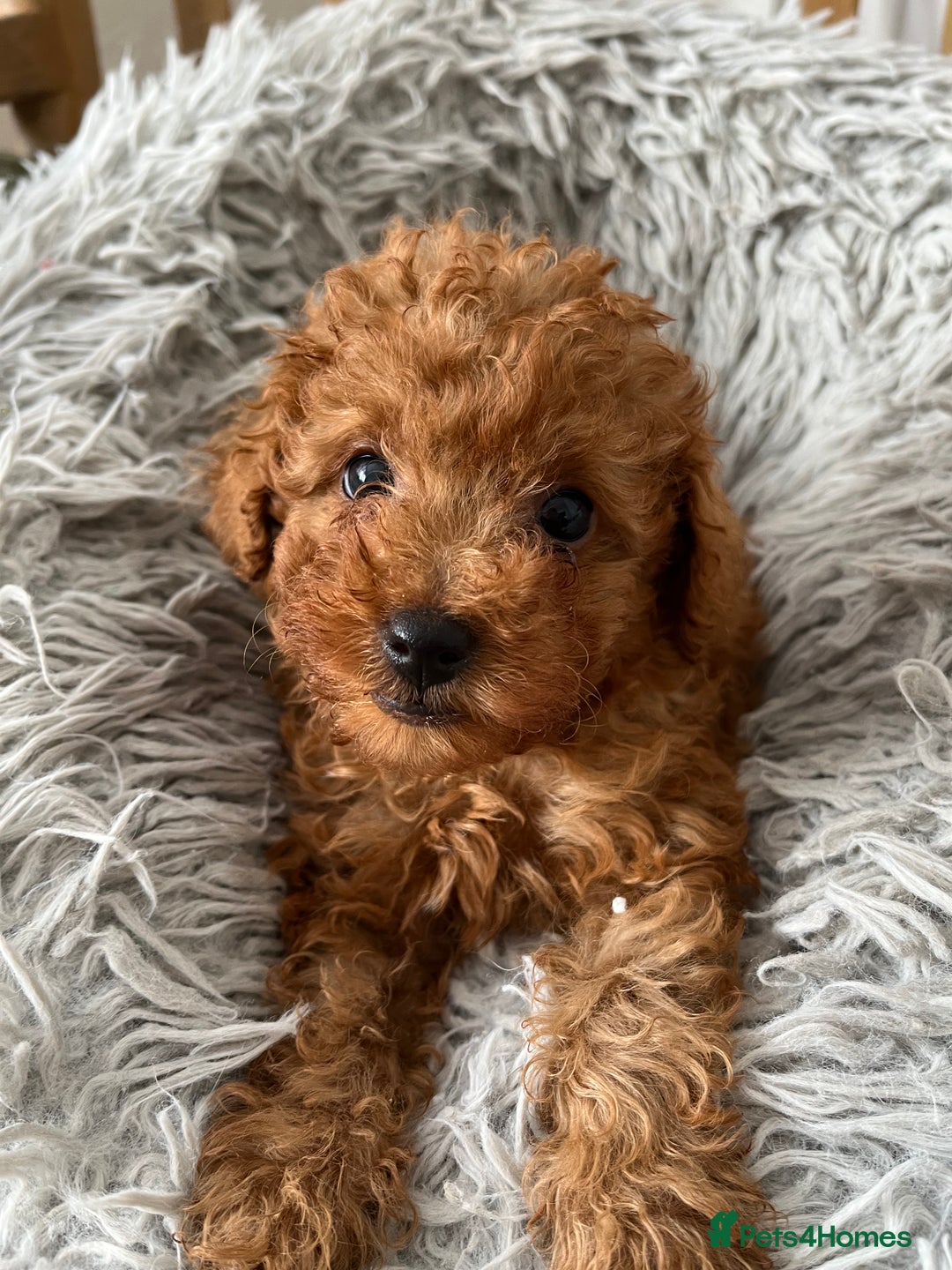 Toy Poodle dogs for sale: Toy Poodles - Image 7