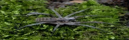 Tarantulas invertebrates for sale: Goliaths, Pokies and Velvet Spiders - Advert 7