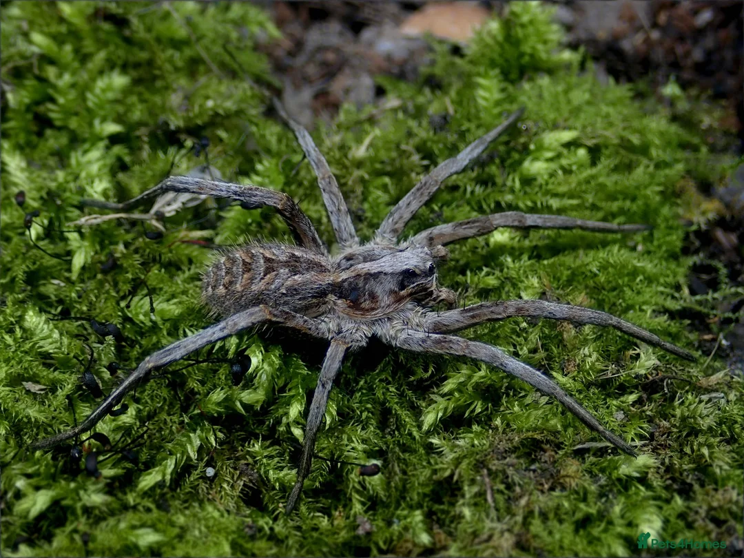 Tarantulas invertebrates for sale: Goliaths, Pokies and Velvet Spiders - Advert 7