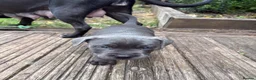 Cane Corso dogs for sale: 🐶 Cane Corso Puppies – Both Parents Family Pets – - Advert 20