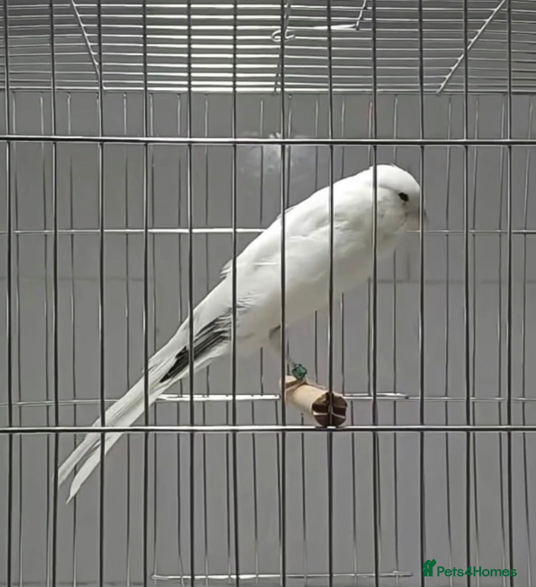 Canaries birds x2 Persian males canaryes 2026 - Advert 9