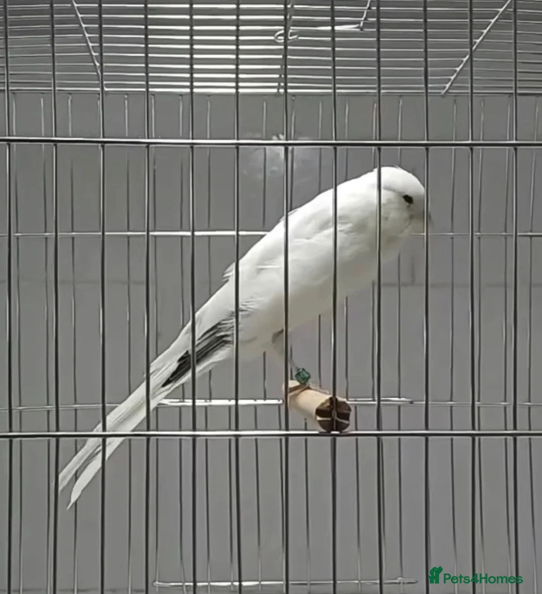 Canaries birds for sale: x2 Persian males canaryes 2026 - Advert 1