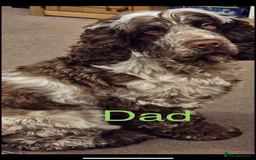 Cocker Spaniel dogs for sale: Cocker spaniel puppy’s - Image 5