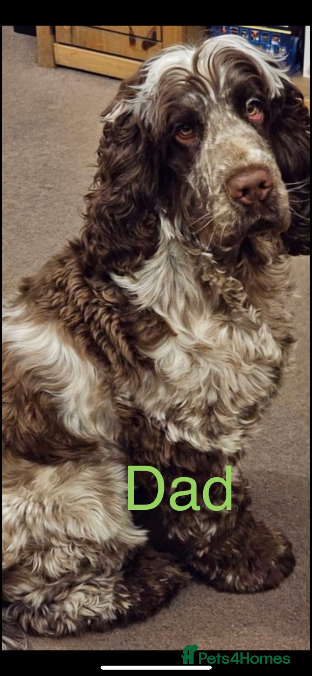 Cocker Spaniel dogs for sale: Cocker spaniel puppy’s - Image 5