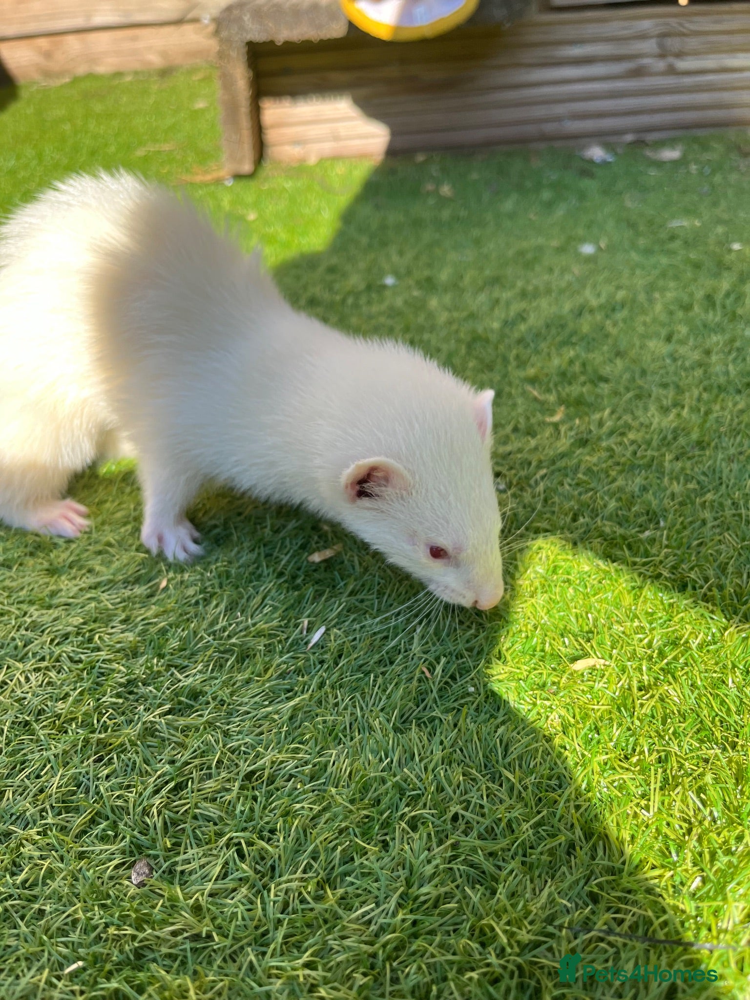 Ferret rodents 1 Jill all albino ready to go  - Advert 1