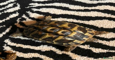 Hermann Tortoise reptiles - Advert 7