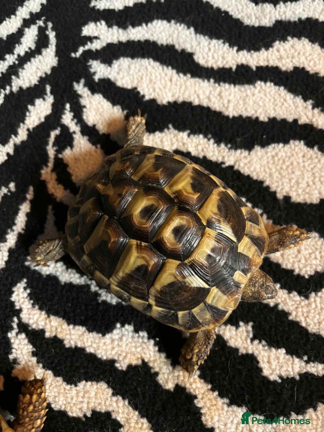 Hermann Tortoise reptiles for sale: 2 female hermans  - Image 3