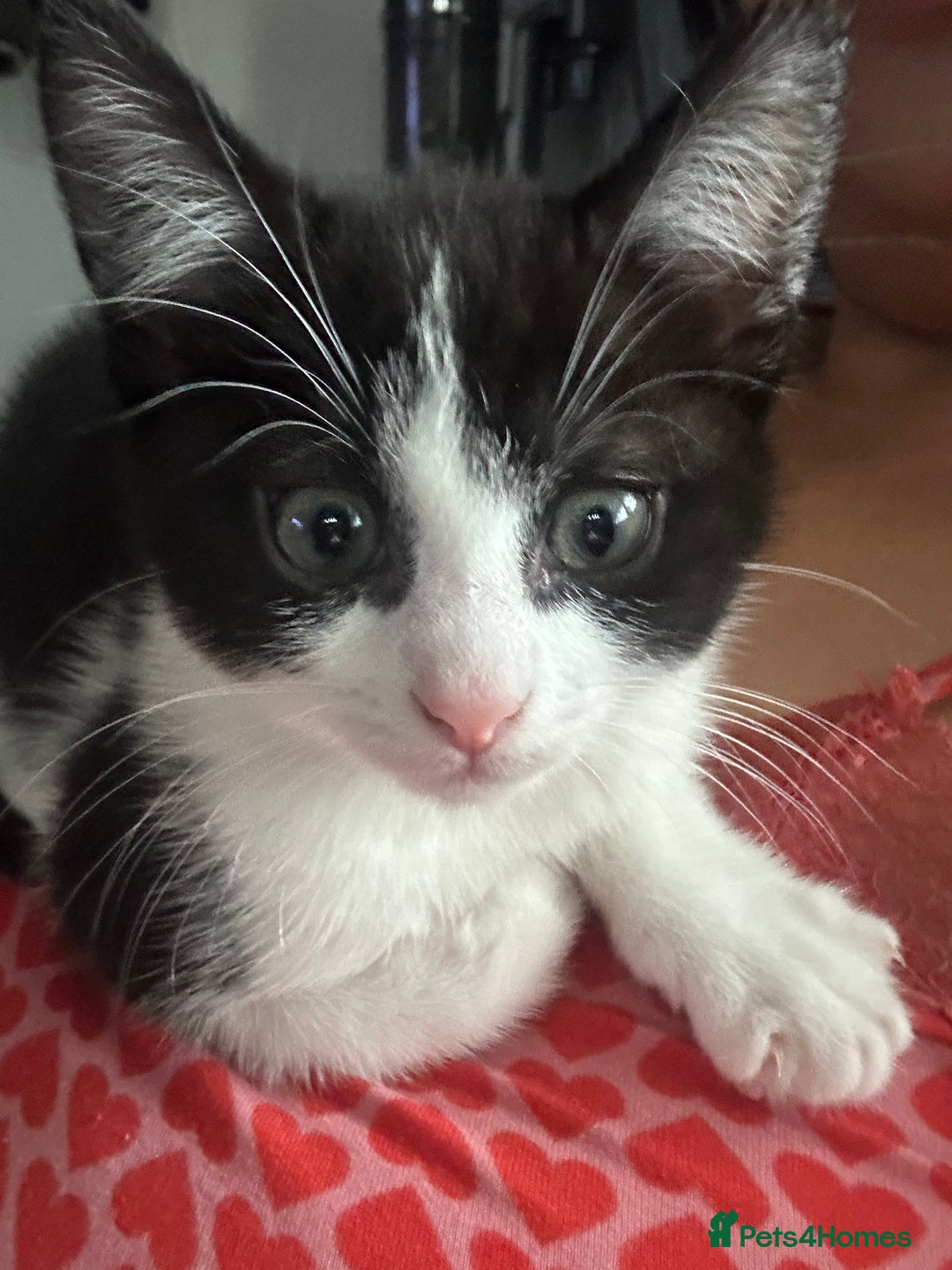 Mixed Breed cats for sale: Baby boy kitten for sale - Advert 10