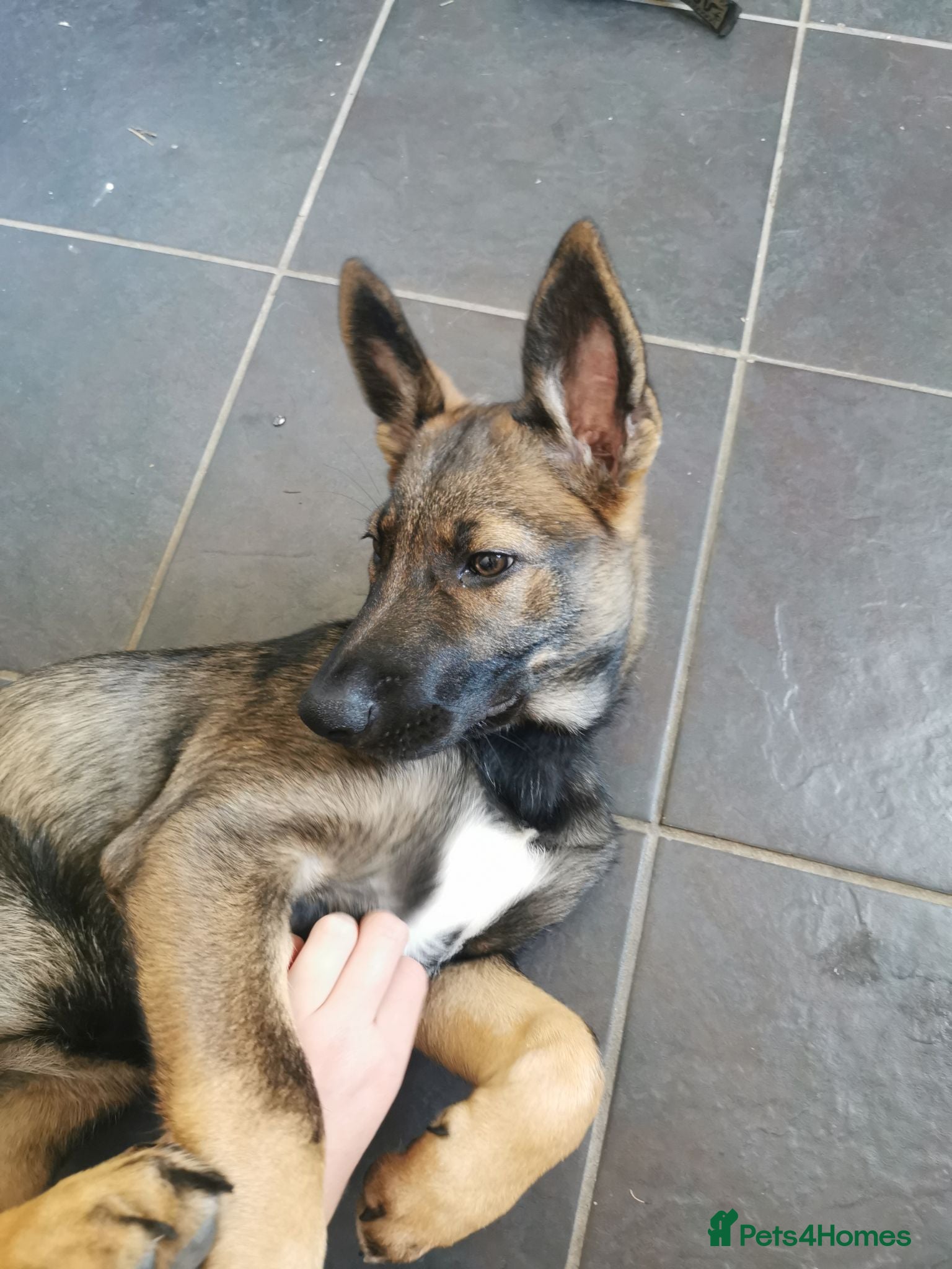 Mixed Breed dogs German Shepherd x Collie puppy female (Shollie) - Advert 4
