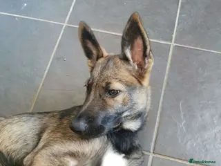 Mixed Breed dogs German Shepherd x Collie puppy female (Shollie) - Advert 4