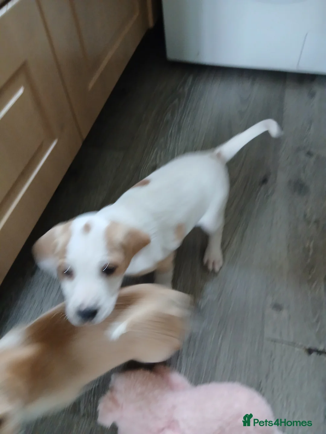 Sprocker dogs for sale: sprocker  puppies  - Advert 2