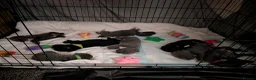 Cane Corso dogs for sale: 8 Beautiful Cane Corso Pups - Advert 2