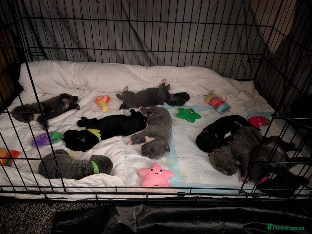 Cane Corso dogs for sale: 8 Beautiful Cane Corso Pups - Advert 2