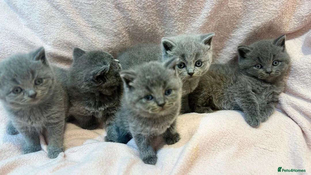 British Shorthair cats for stud: BritishShorthairBlue GCCF pedigree stud for mating - Advert 20