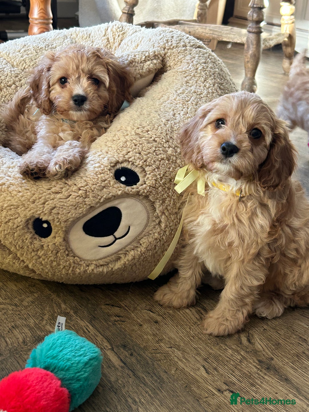 Cavapoo dogs for sale: Cavapoo F1 Ready Now - Advert 14