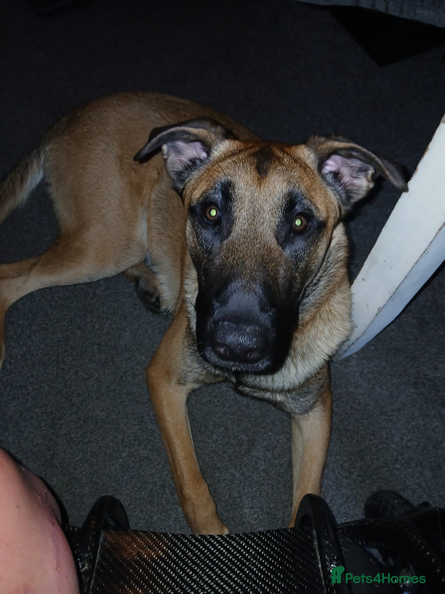 Belgian Shepherd Dog dogs Male dog - Advert 1