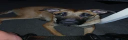 Belgian Shepherd Dog dogs for sale: Male dog - Advert 1