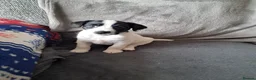 Patterjack dogs for sale: Patterjack puppies  - Advert 9