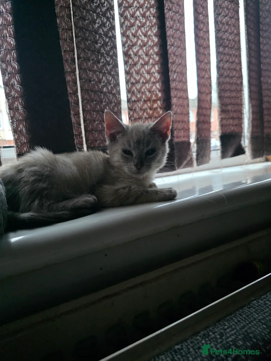 Mixed Breed cats for sale: Snow bengal x kittens ready now - Advert 15