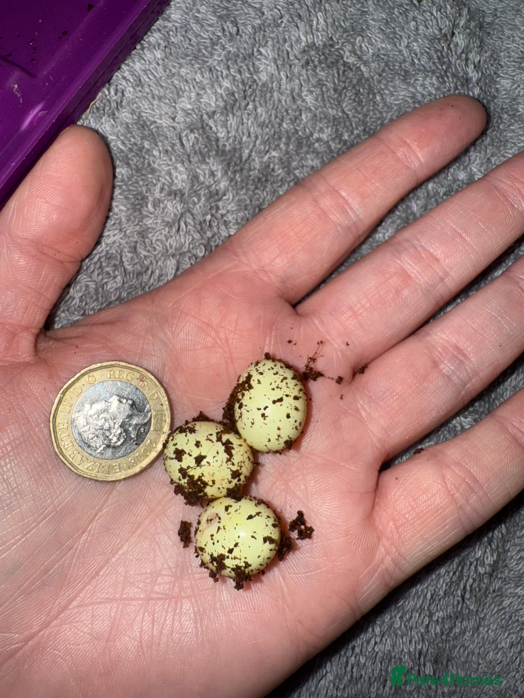 Snails invertebrates for sale: Ovum snails  - Advert 9