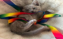 Burmese cats for sale: GCCF-Home raised-BurmeseKittens ready end January - Advert 5