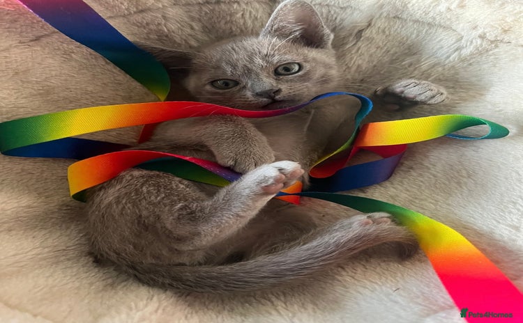 Burmese cats GCCF-Home raised-BurmeseKittens ready end January - Advert 2