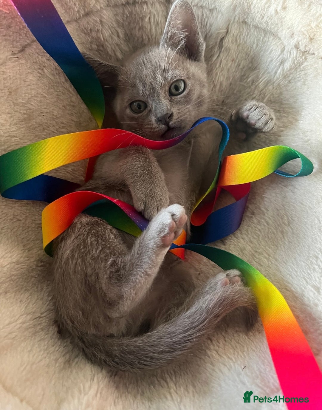 Burmese cats for sale: GCCF-Home raised-BurmeseKittens ready end January - Advert 5