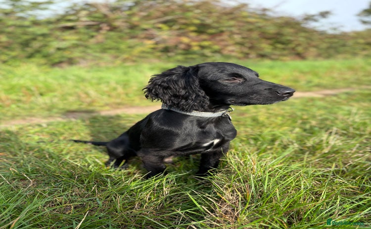 Cocker Spaniel dogs - Advert 7