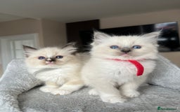 Ragdoll cats for sale: Registered Ragdoll kitttens for sale - Image 16