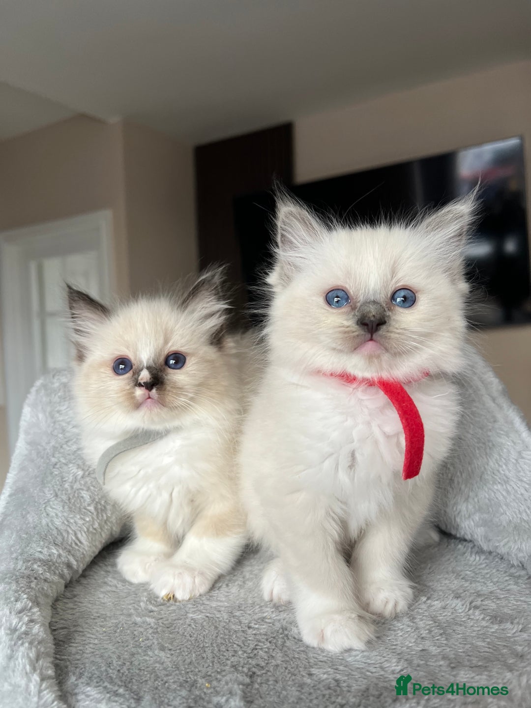 Ragdoll cats for sale: Registered Ragdoll kitttens for sale - Image 16