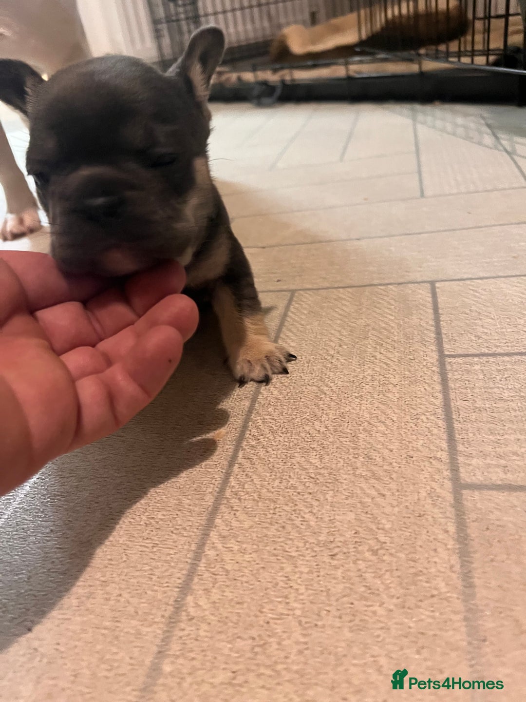 French Bulldog dogs for sale: Cutest frenchies pups  - Advert 18