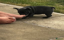 French Bulldog dogs for sale: Beautiful litter of French Bulldog Puppies! - Advert 2