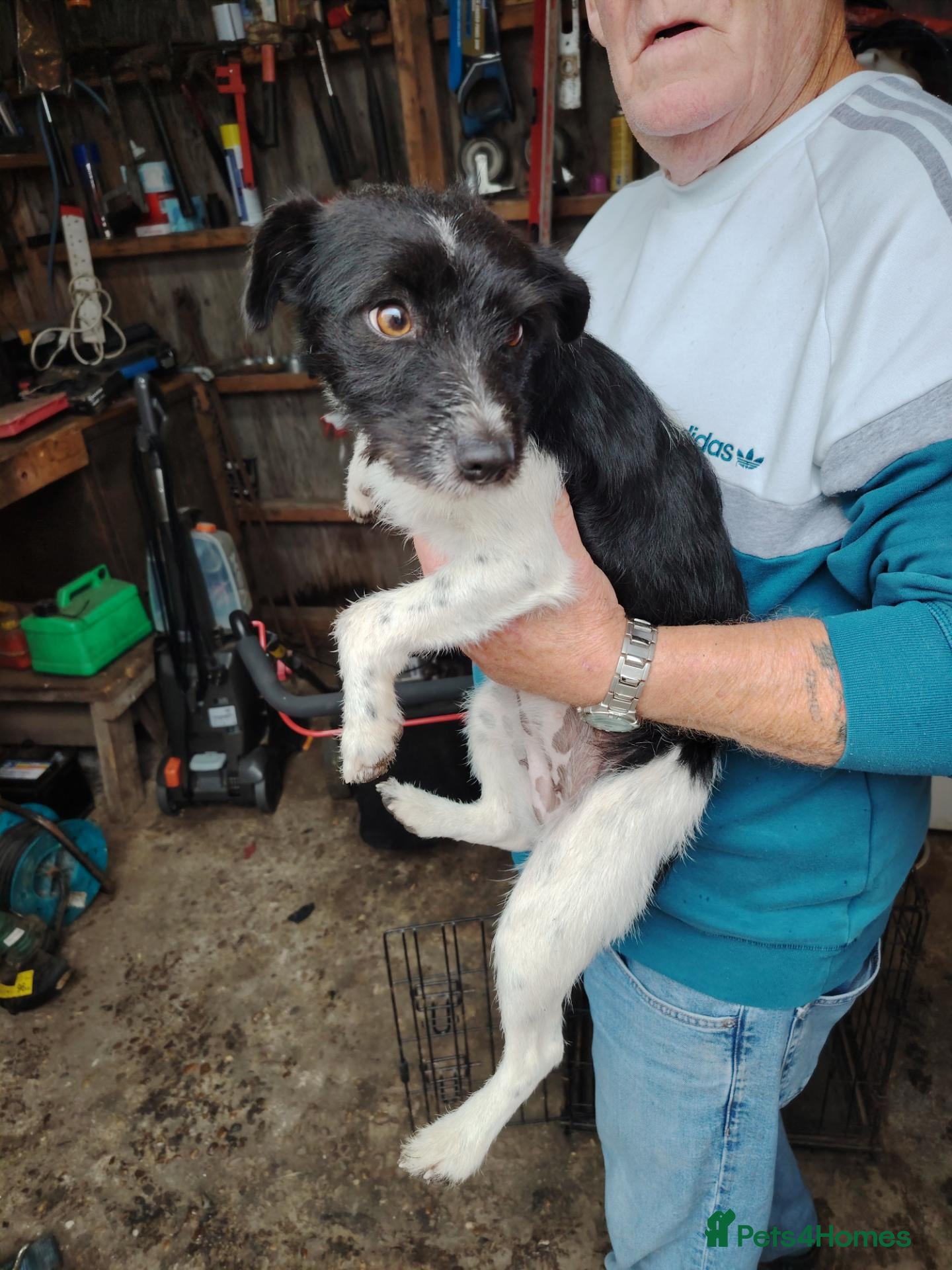 Jack Russell dogs for sale: 1 Year Old Jack Russell Girl - Advert 7