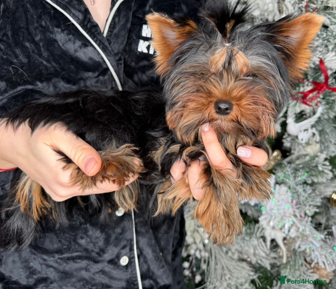 Yorkshire Terrier dogs for sale: One beautiful female Available💗🐾 - Advert 4