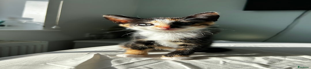 Little tortoiseshell girl 