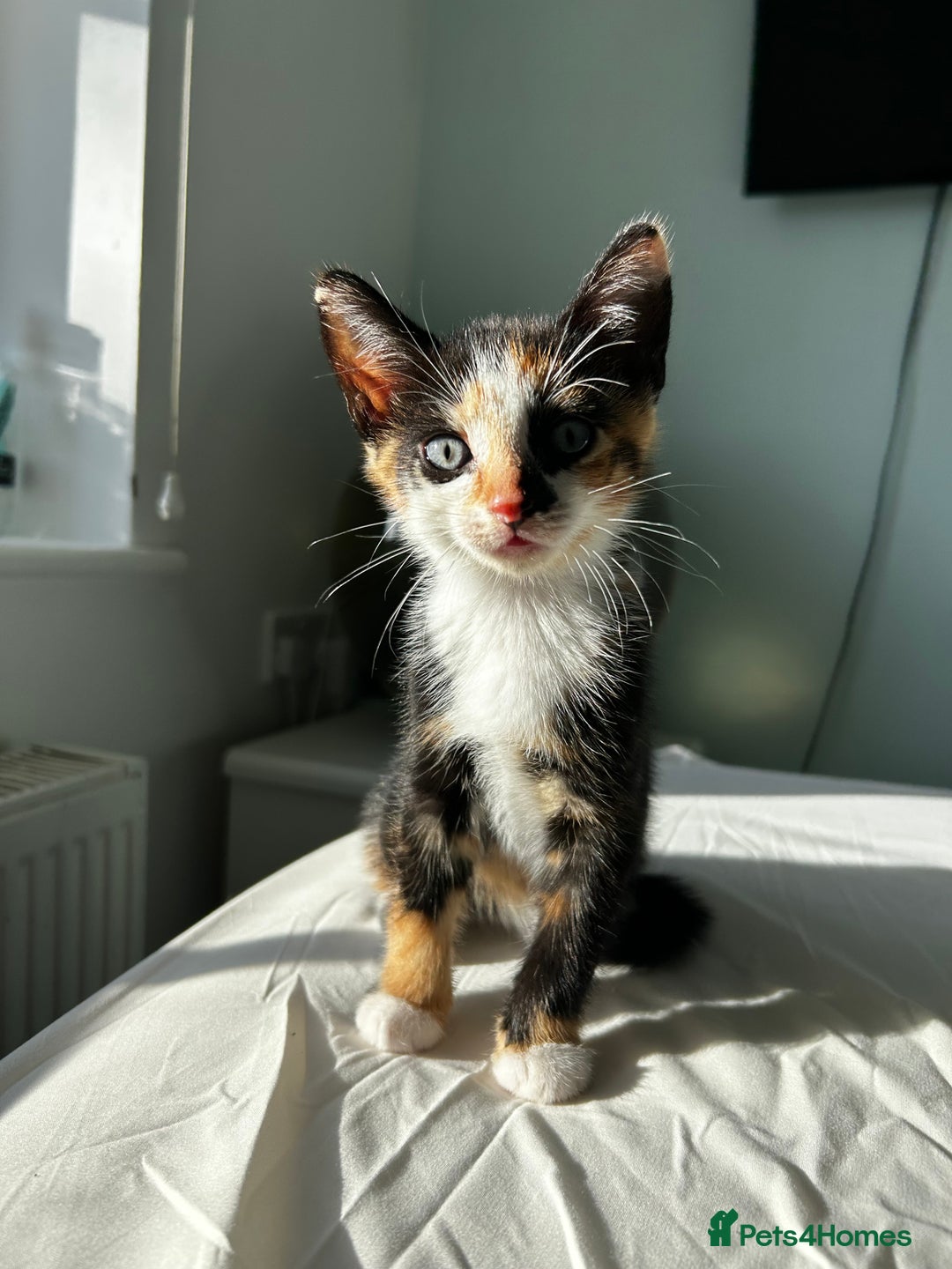 Mixed Breed cats for sale: Stunning mixed kittens  - Image 9