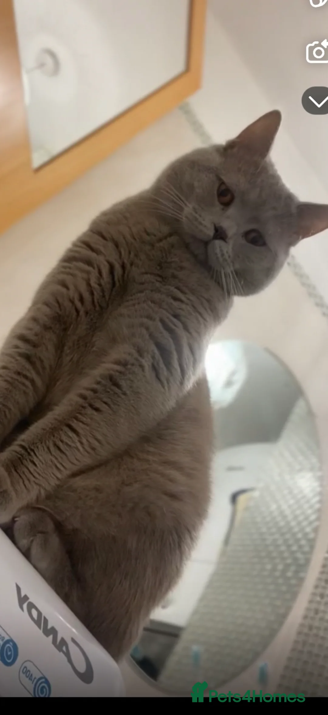 British Shorthair cats for sale: Beautiful British short hair male  - Advert 2