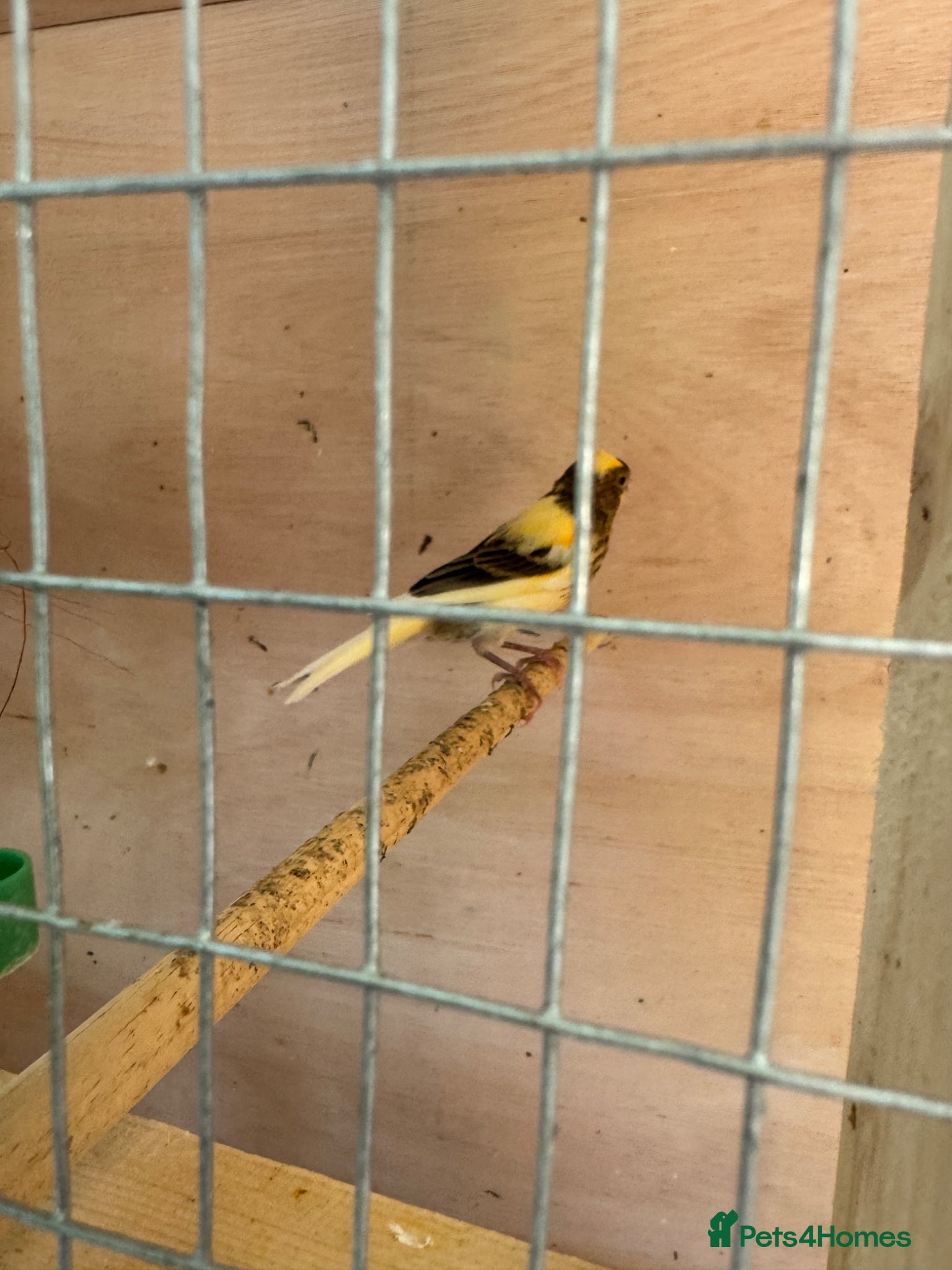 Canaries birds for sale: 2 x lovely young canaries  - Advert 3