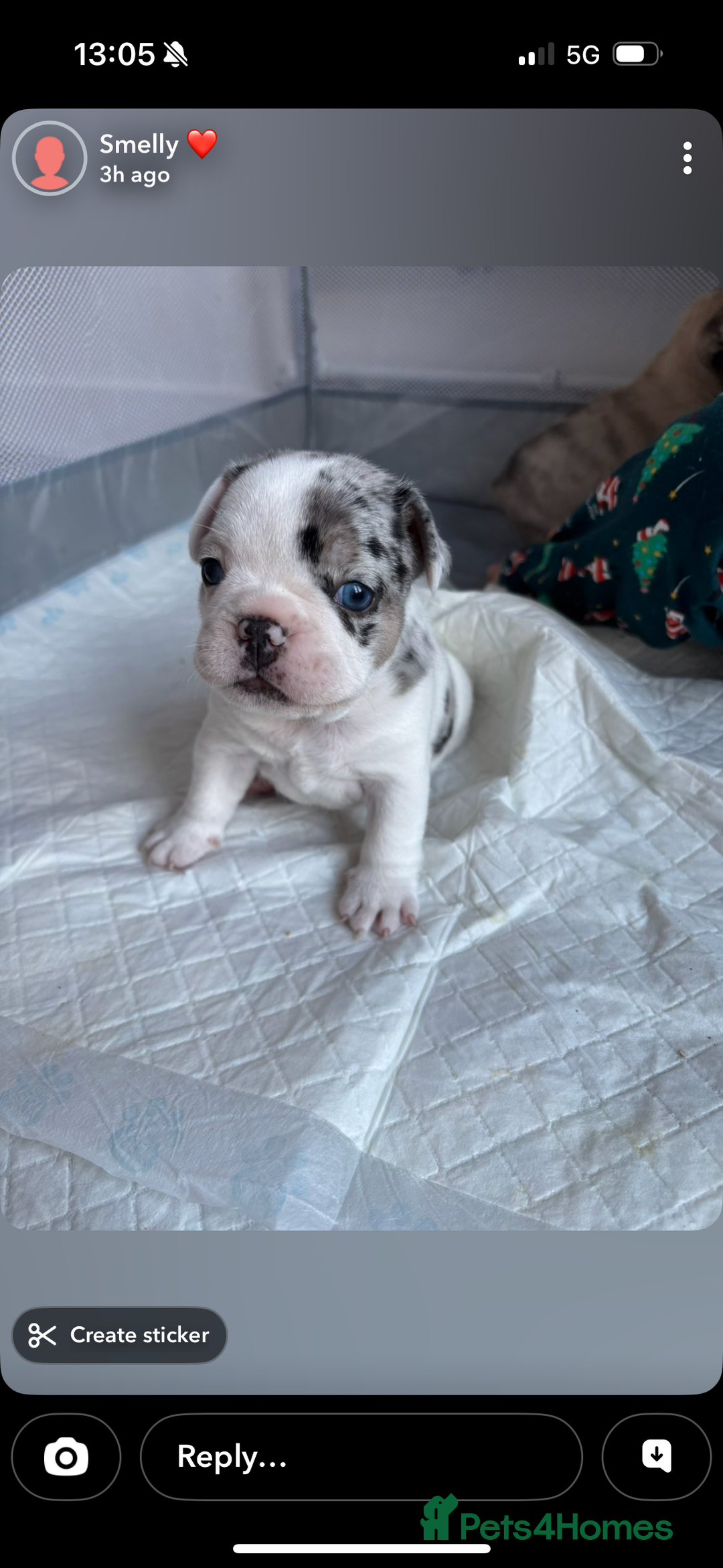 French Bulldog dogs for sale: Last in the litter looking for his new home  - Advert 8