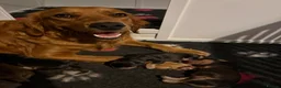 Mixed Breed dogs for sale: Mini golden retrievers ( DAKOTA SPORT RETRIEVERS)  - Advert 21